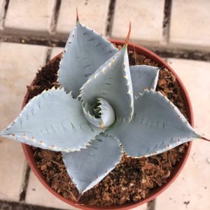 Agave pigmaea 'Dragon Toes'