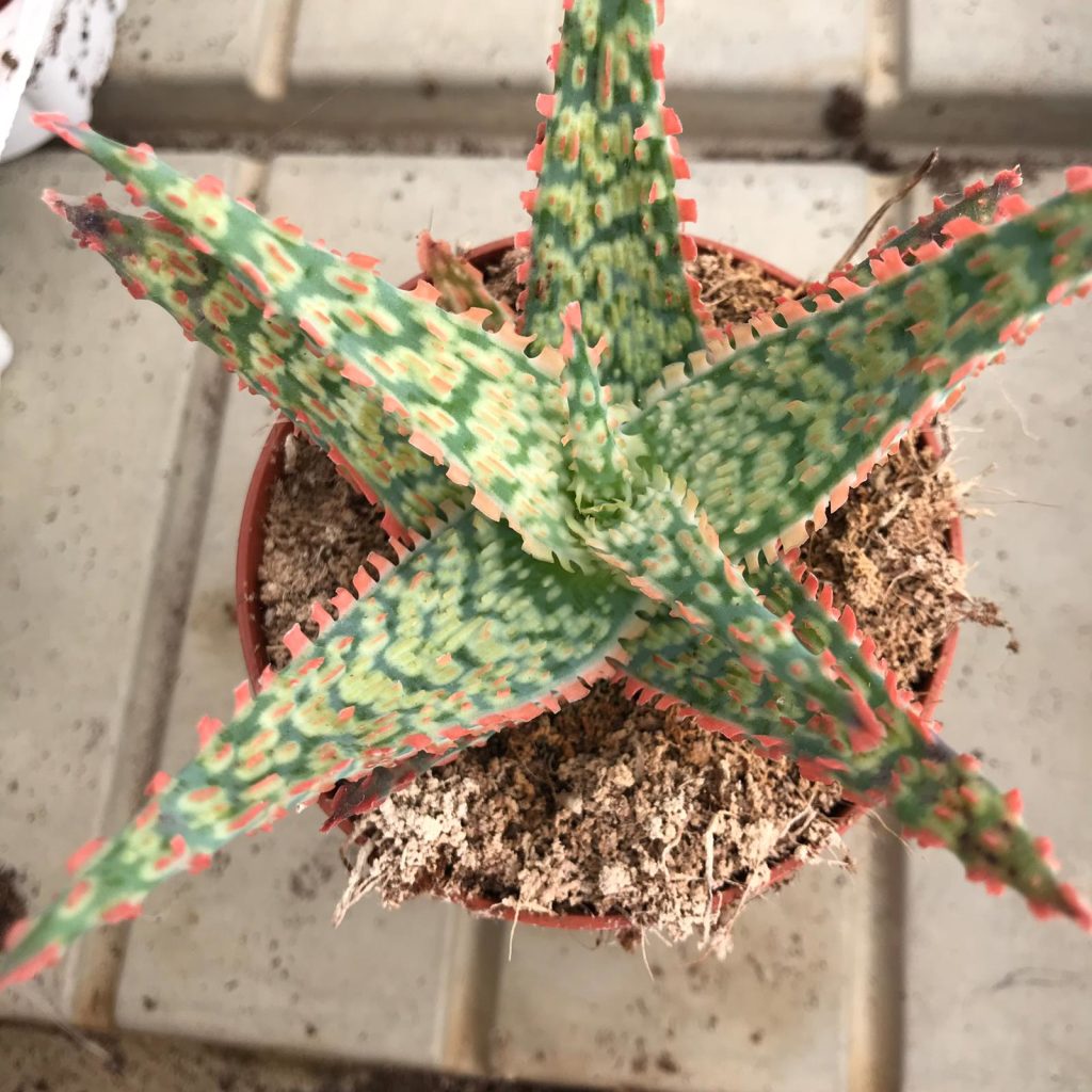 Aloe híbrido 'Piranha'