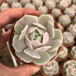 Echeveria 'Lola'