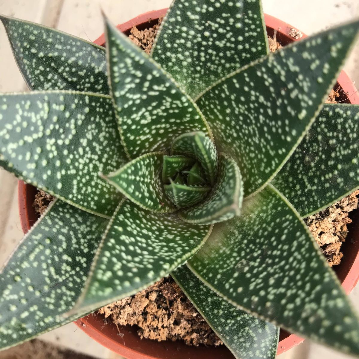 Gasteria 'Flow' - Linia Directa