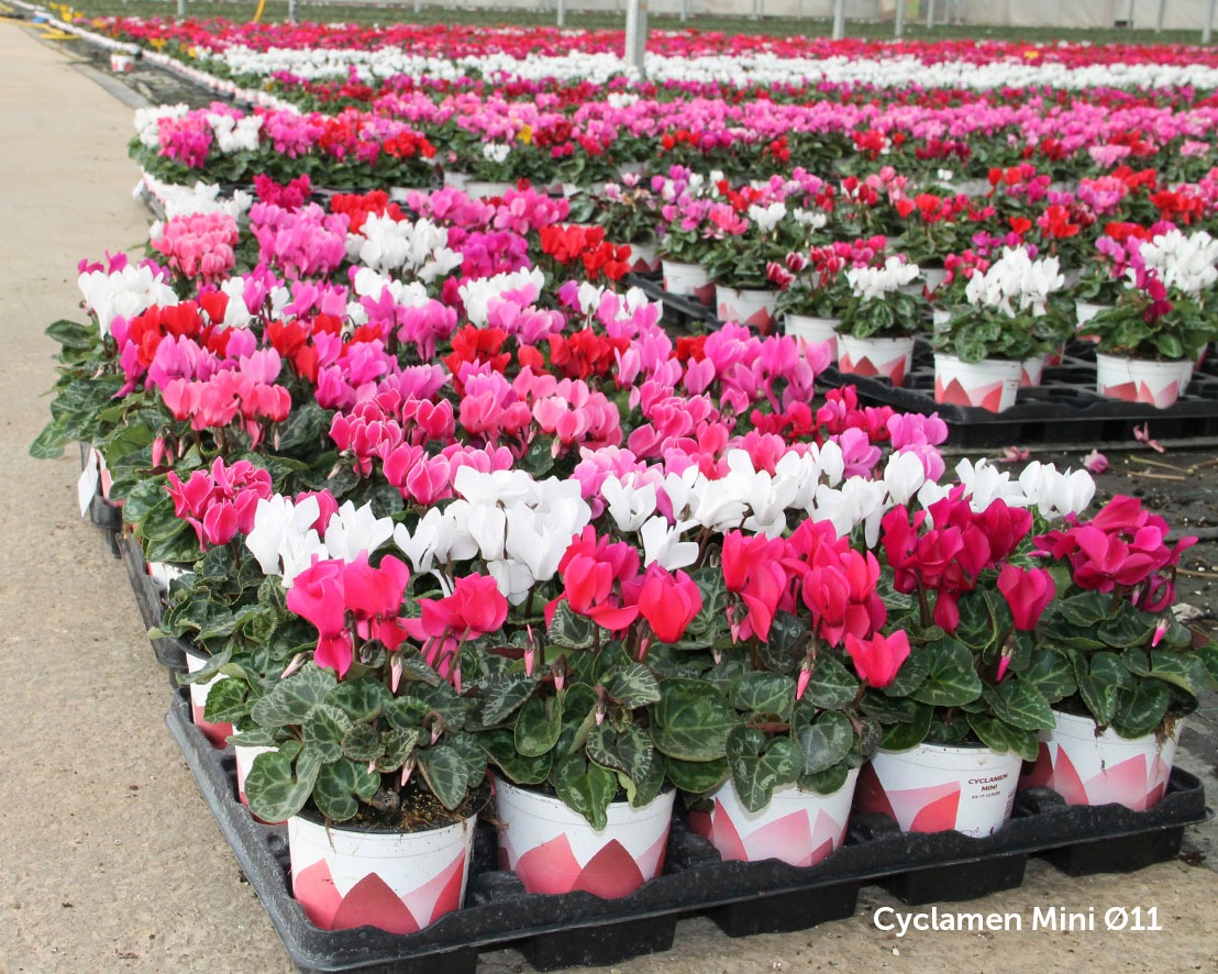 Cyclamen brengt kleur in de herfst